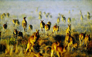 �Ĵ�����